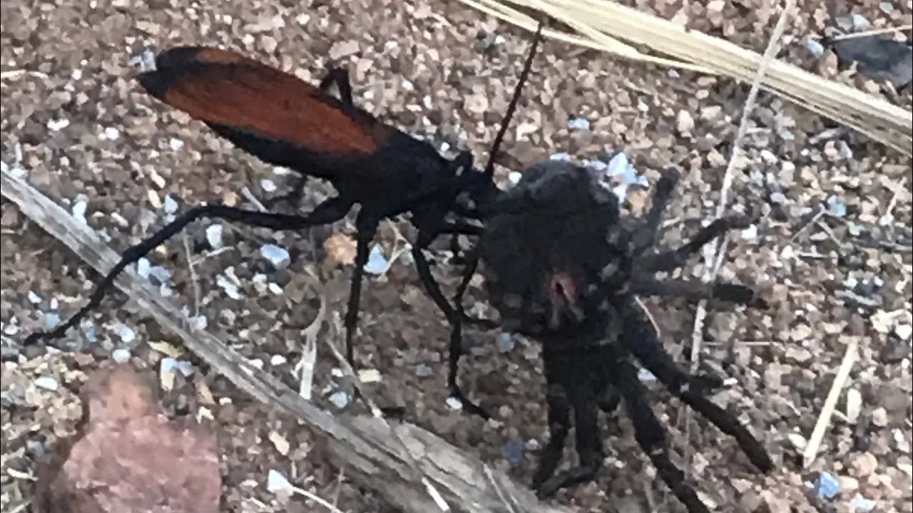 16968 tarantula hawk habitat