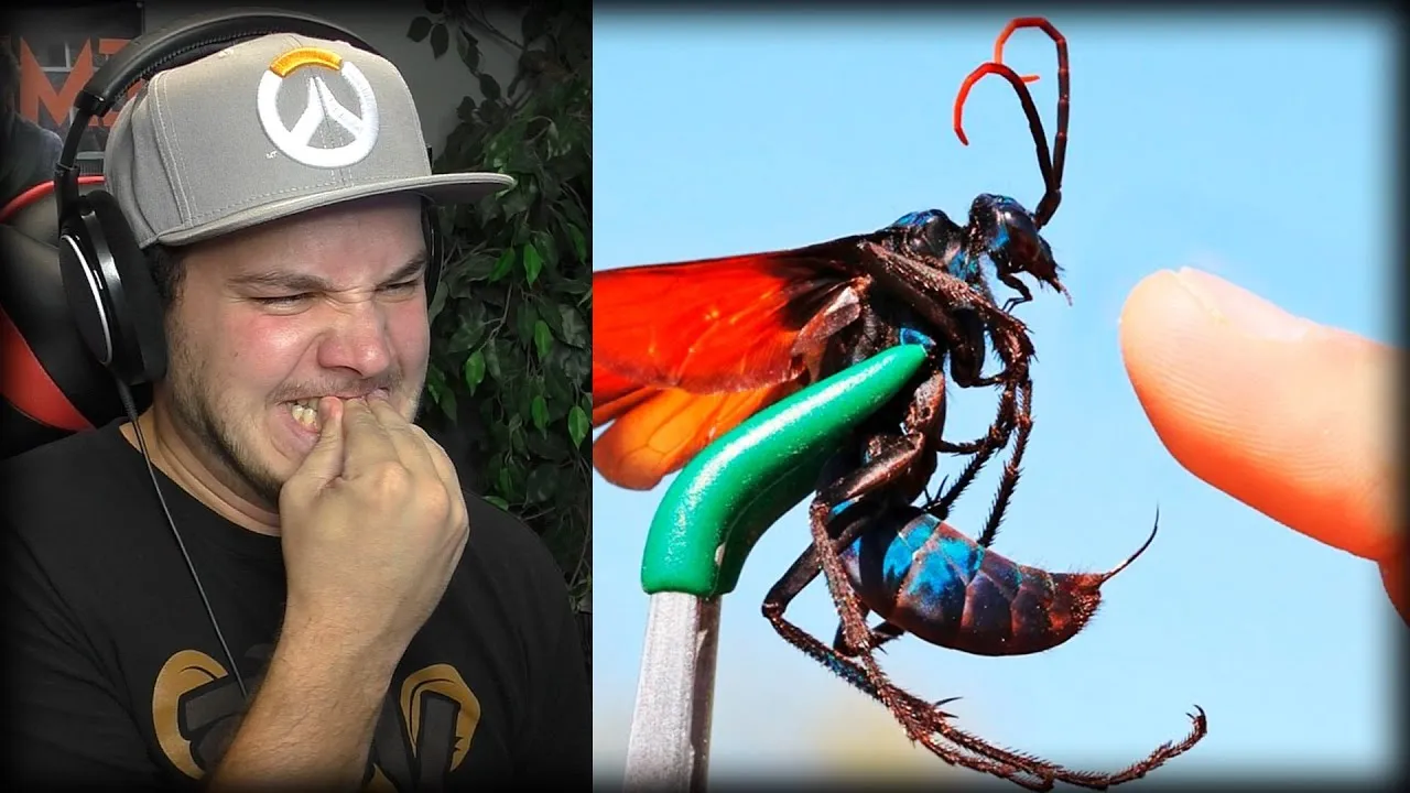 16968 tarantula hawk pain scale