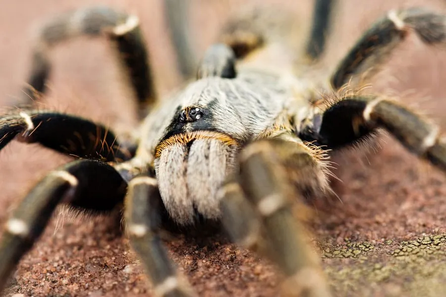 16970 mozambique baboon tarantula defensive