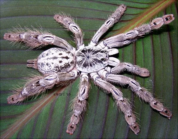16970 mozambique baboon tarantula enclosure