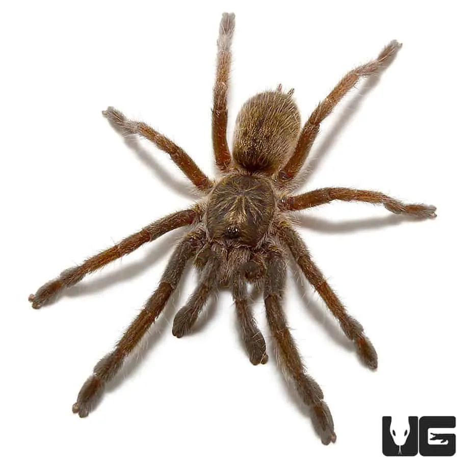 16970 mozambique baboon tarantula habitat