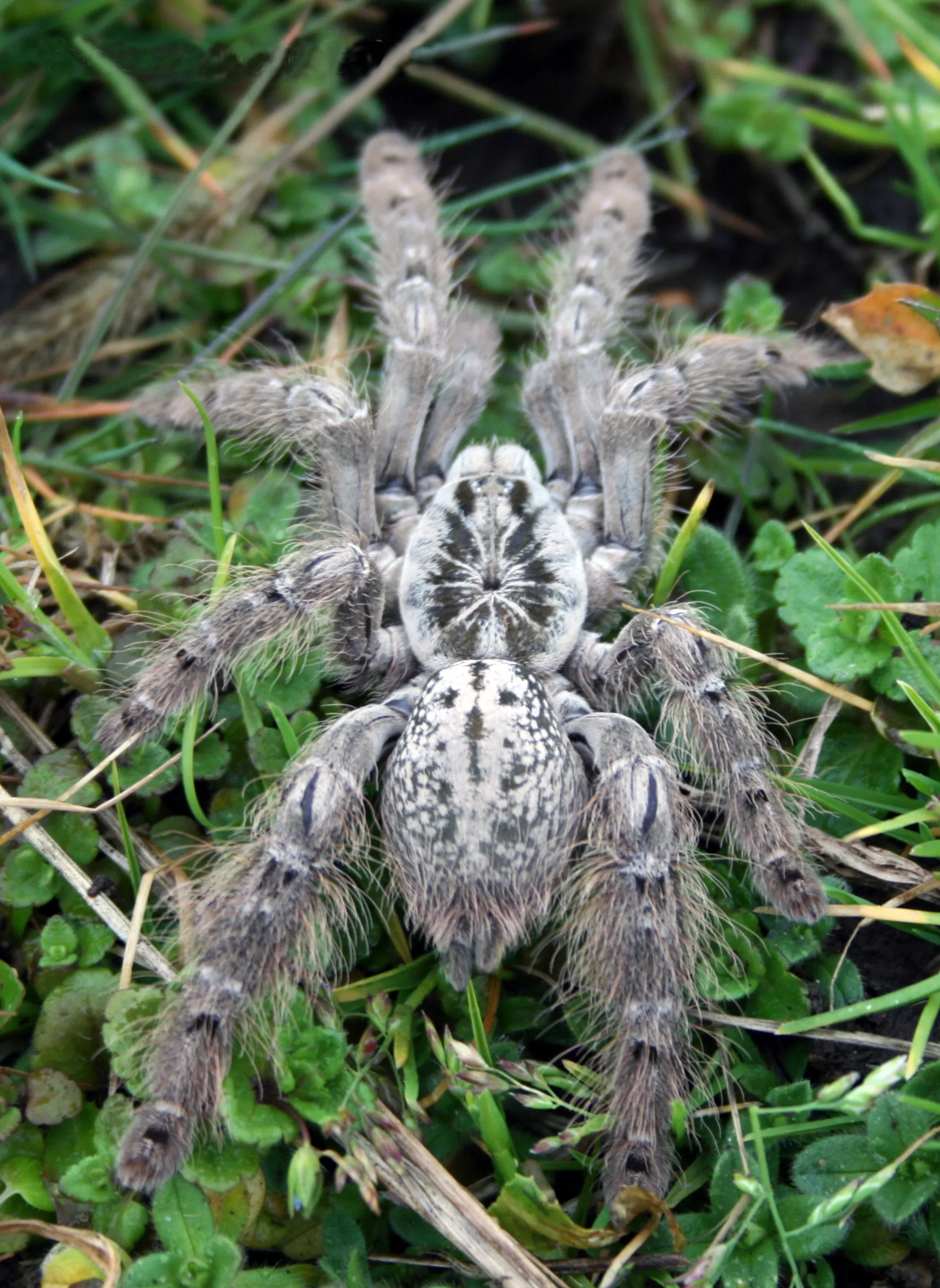 /img/16970-mozambique-baboon-tarantula-handling.webp
