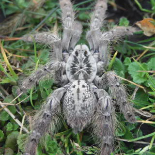 /img/16970-mozambique-baboon-tarantula-handling.webp