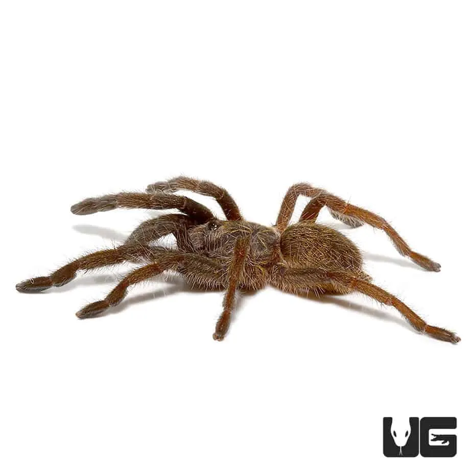 16970 mozambique baboon tarantula overview