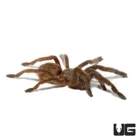 16970 mozambique baboon tarantula size