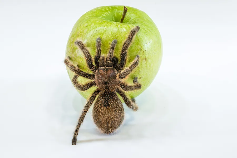 /img/16971-tarantula-adult.webp