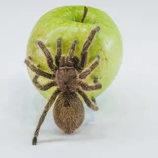 /img/16971-tarantula-adult.webp