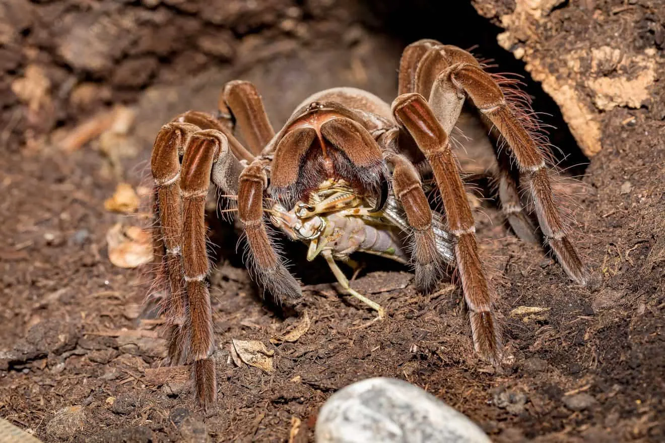 16971 tarantula closeup