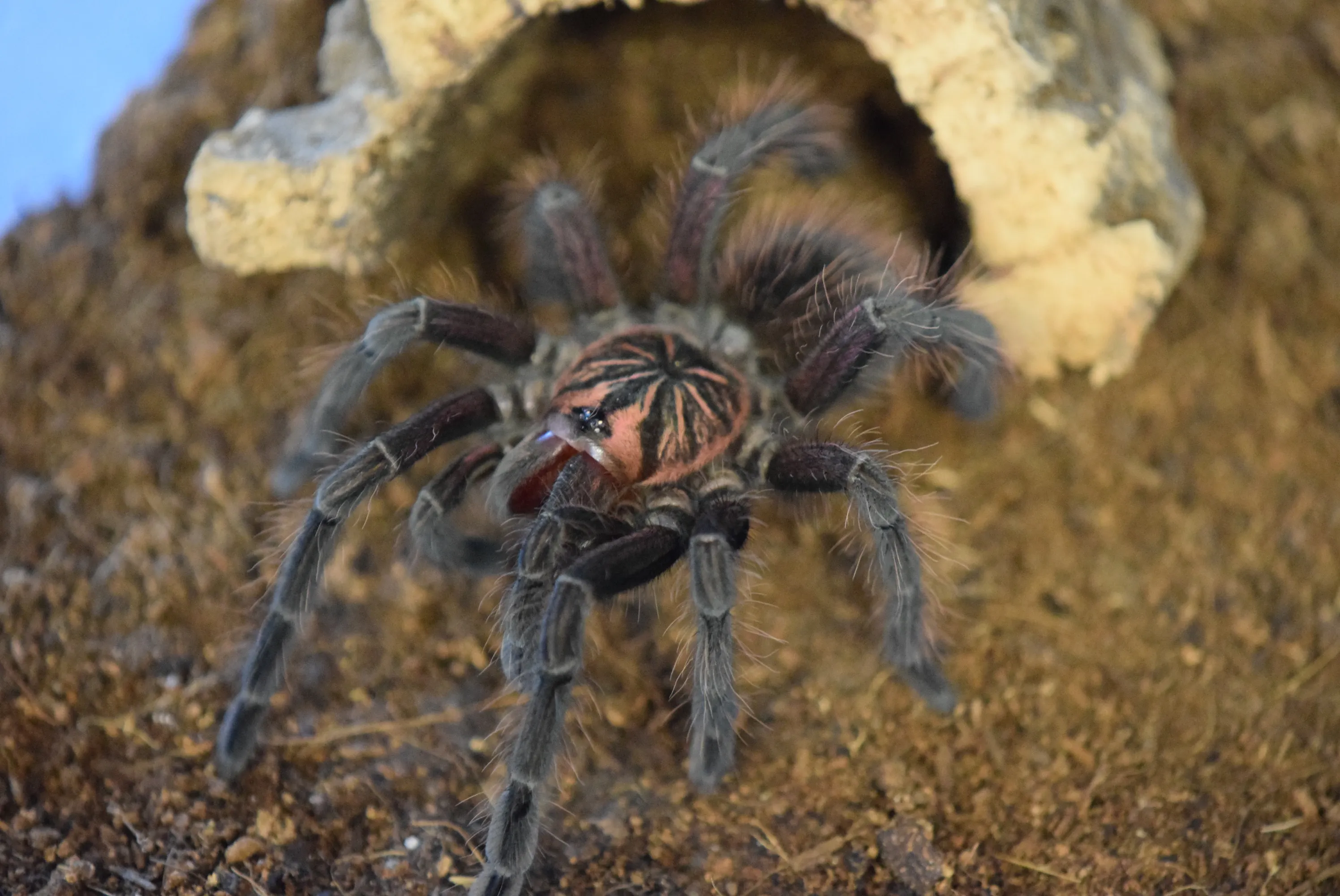 16971 tarantula feeding