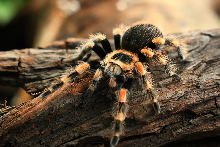 16971 tarantula juvenile