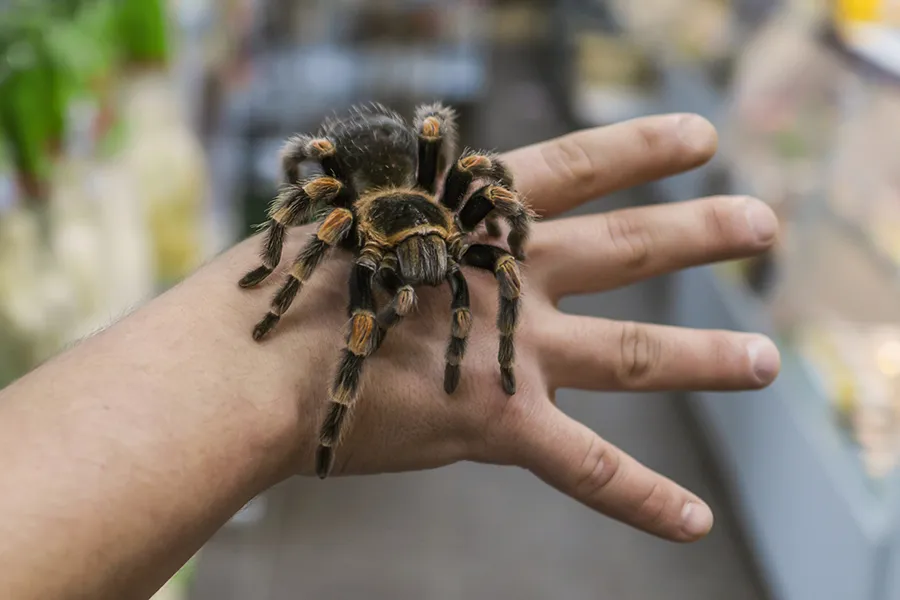 16971 tarantula spiderling