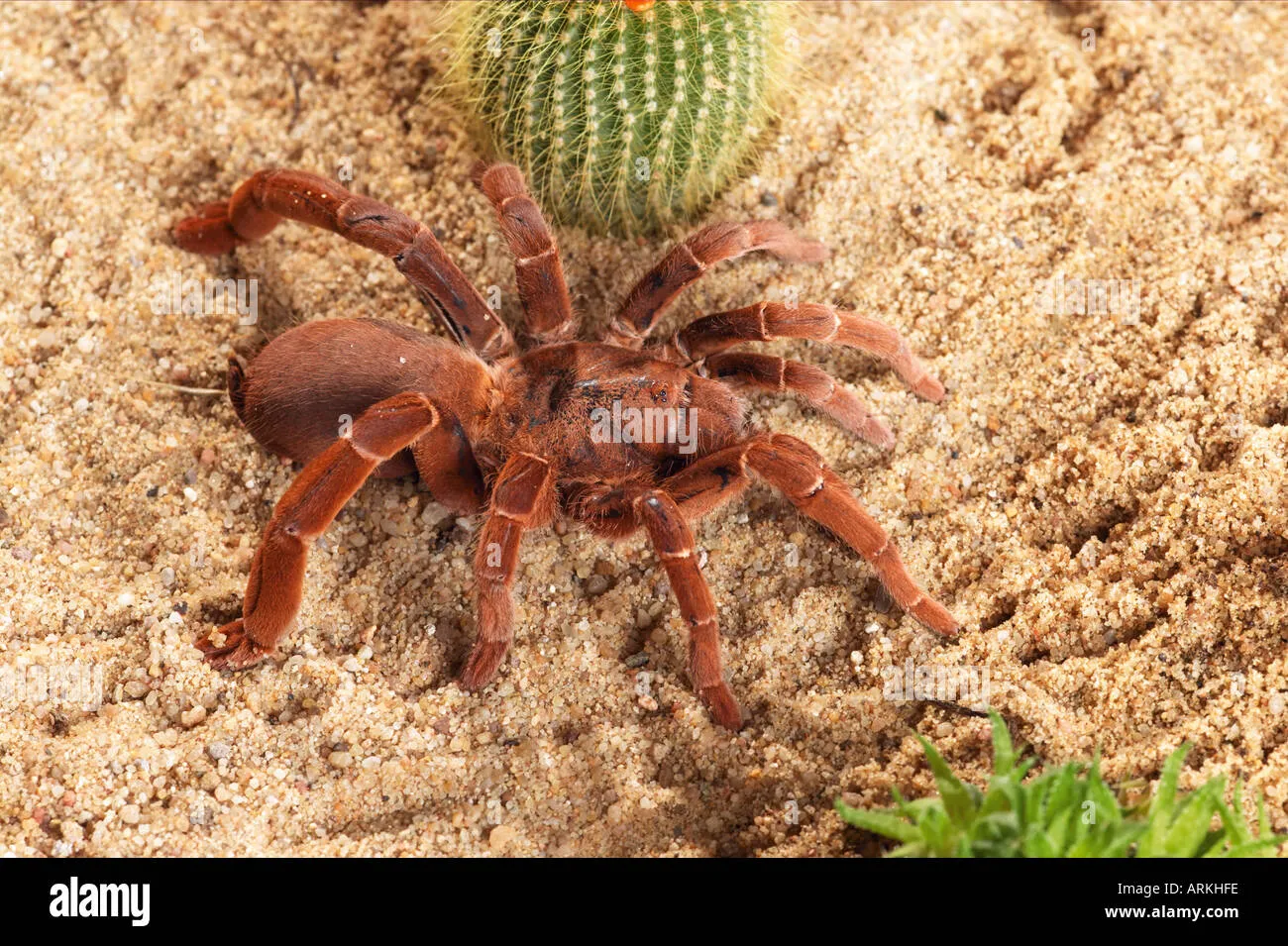 /img/16973-tarantula-diet.webp