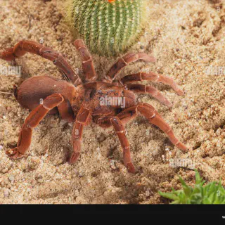 /img/16973-tarantula-diet.webp