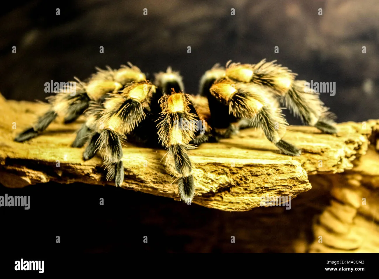 16973 tarantula size