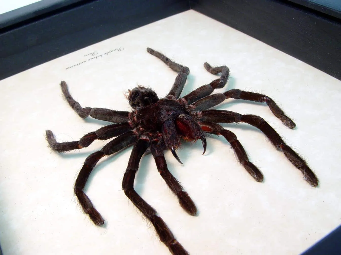 16973 tarantula venom