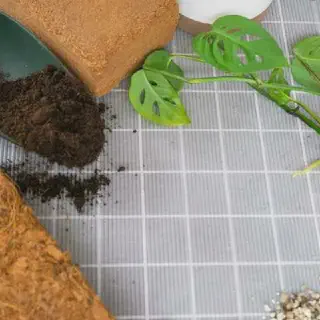 /img/16974-tarantula-hiding-spot.webp