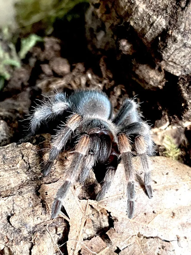 /img/16976-healthy-tarantula.webp