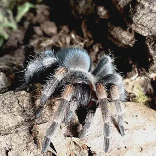/img/16976-healthy-tarantula.webp