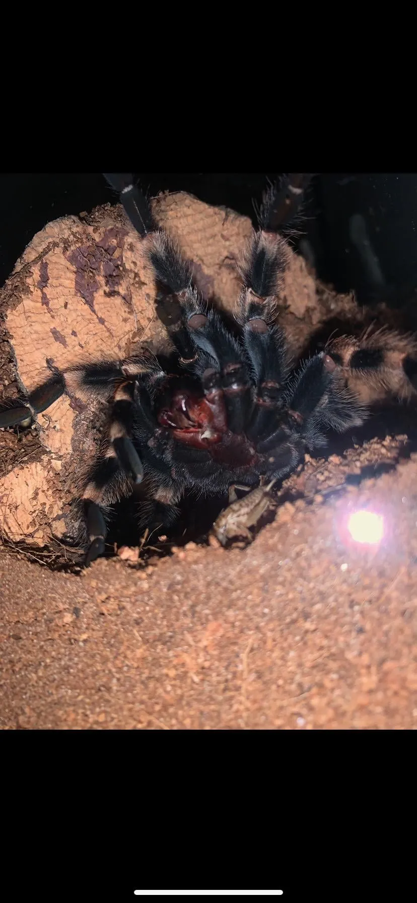 16976 tarantula cleaning disinfection