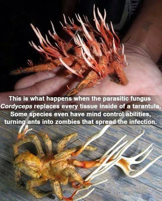 16976 tarantula nematode symptoms