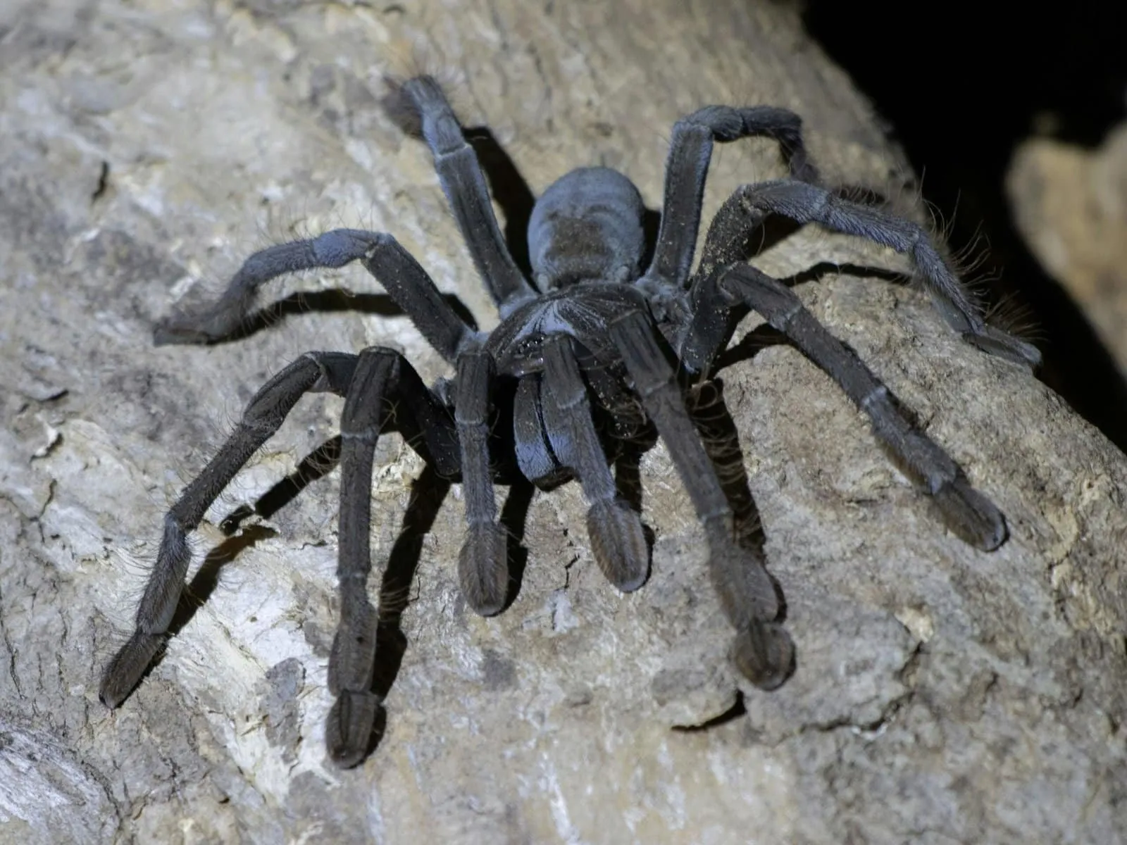 16976 tarantula nematodes overview