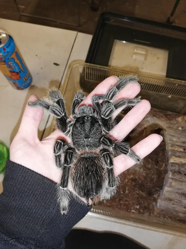 16976 tarantula substrate management