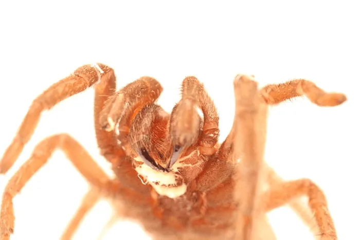 16976 tarantula treatment options