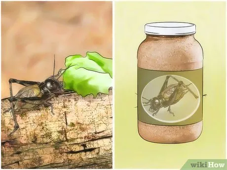 16977 tarantula molting