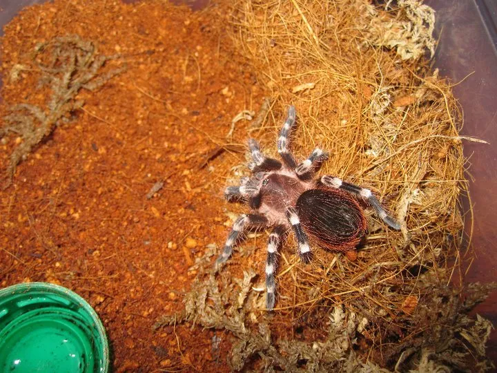 16978 tarantula behavior