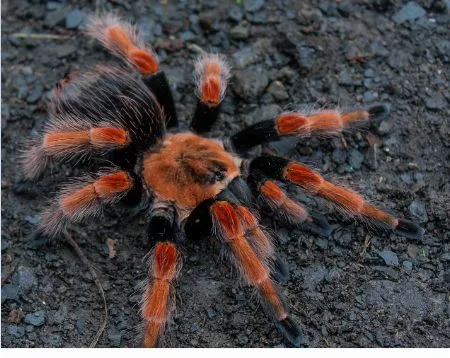 /img/16978-tarantula-care.webp