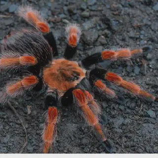 /img/16978-tarantula-care.webp