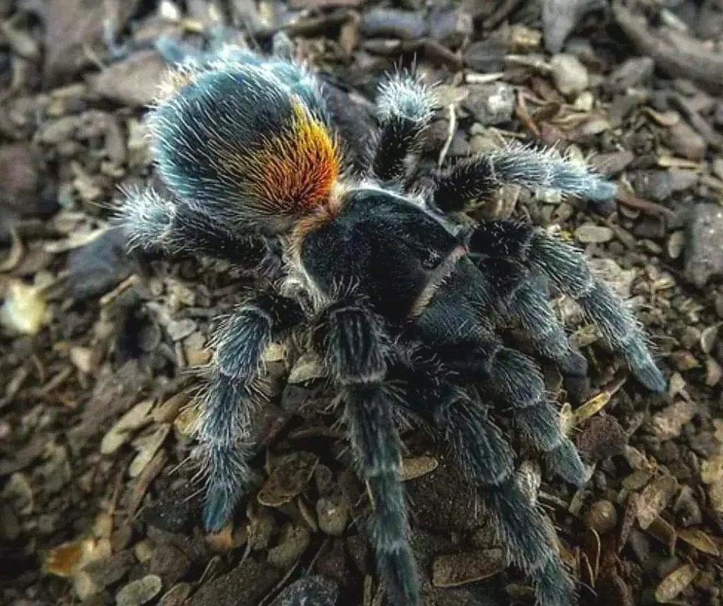 16978 tarantula habitat