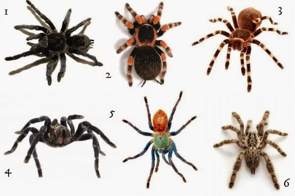 16978 tarantula species