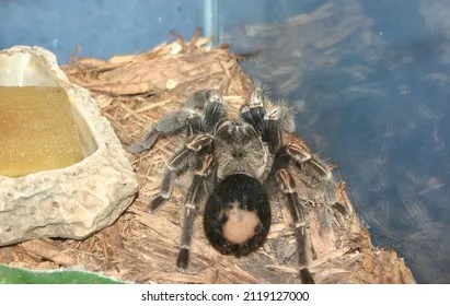 16980 heat lamp tarantula