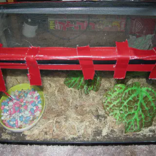/img/16980-tarantula-molting.webp