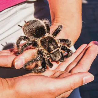 /img/16982-b-albo-tarantula-conservation.webp