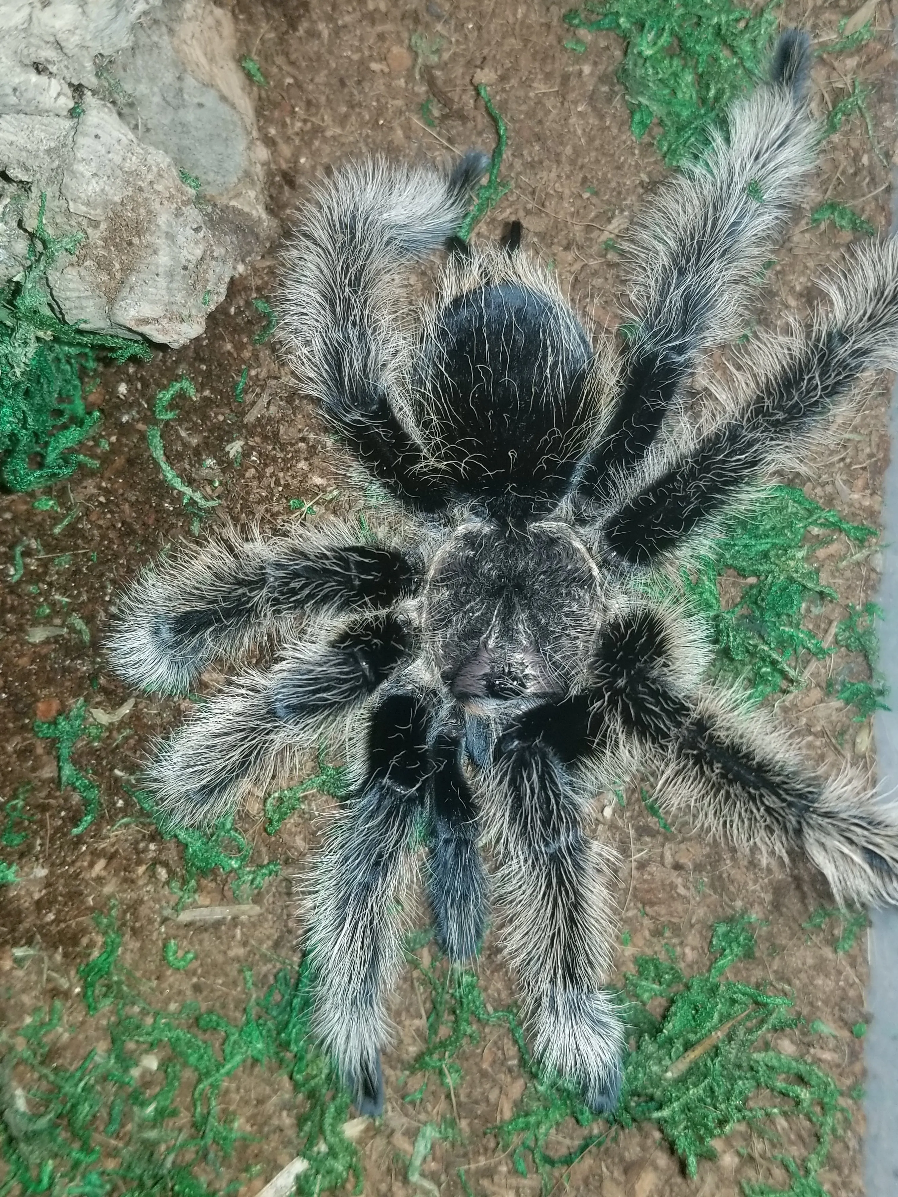 16982 b albo tarantula defensive