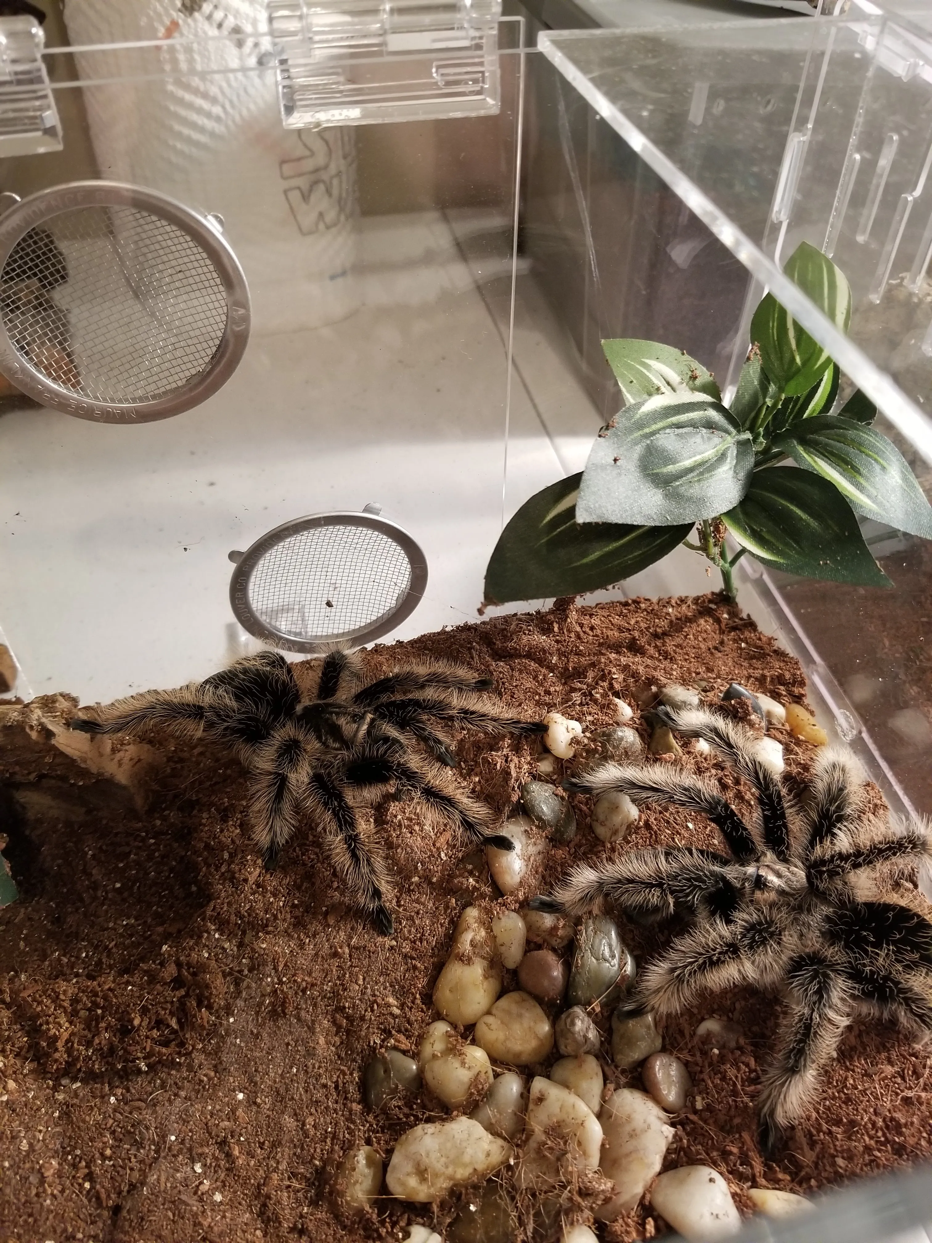 16982 b albo tarantula feeding