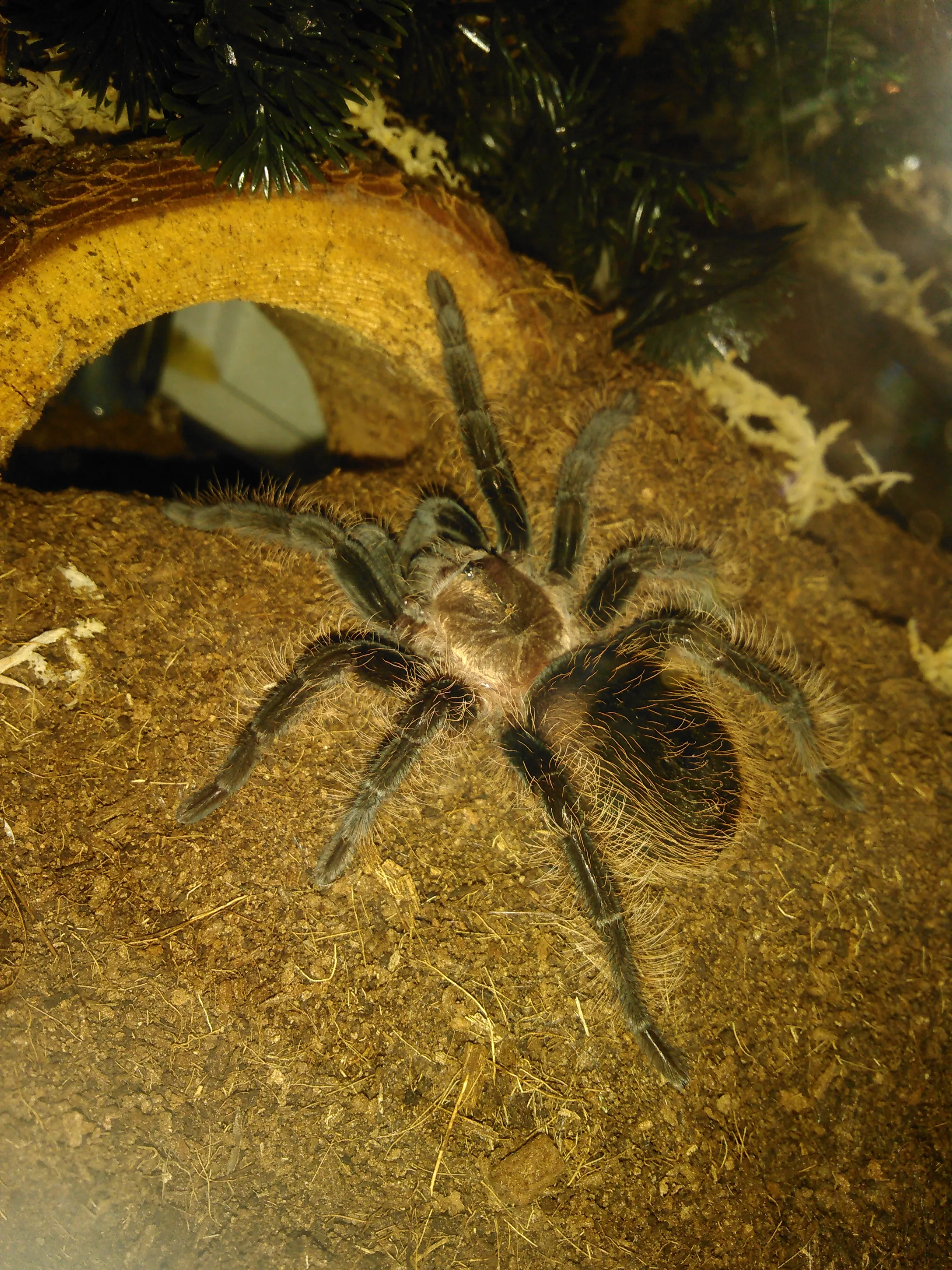 16982 b albo tarantula habitat