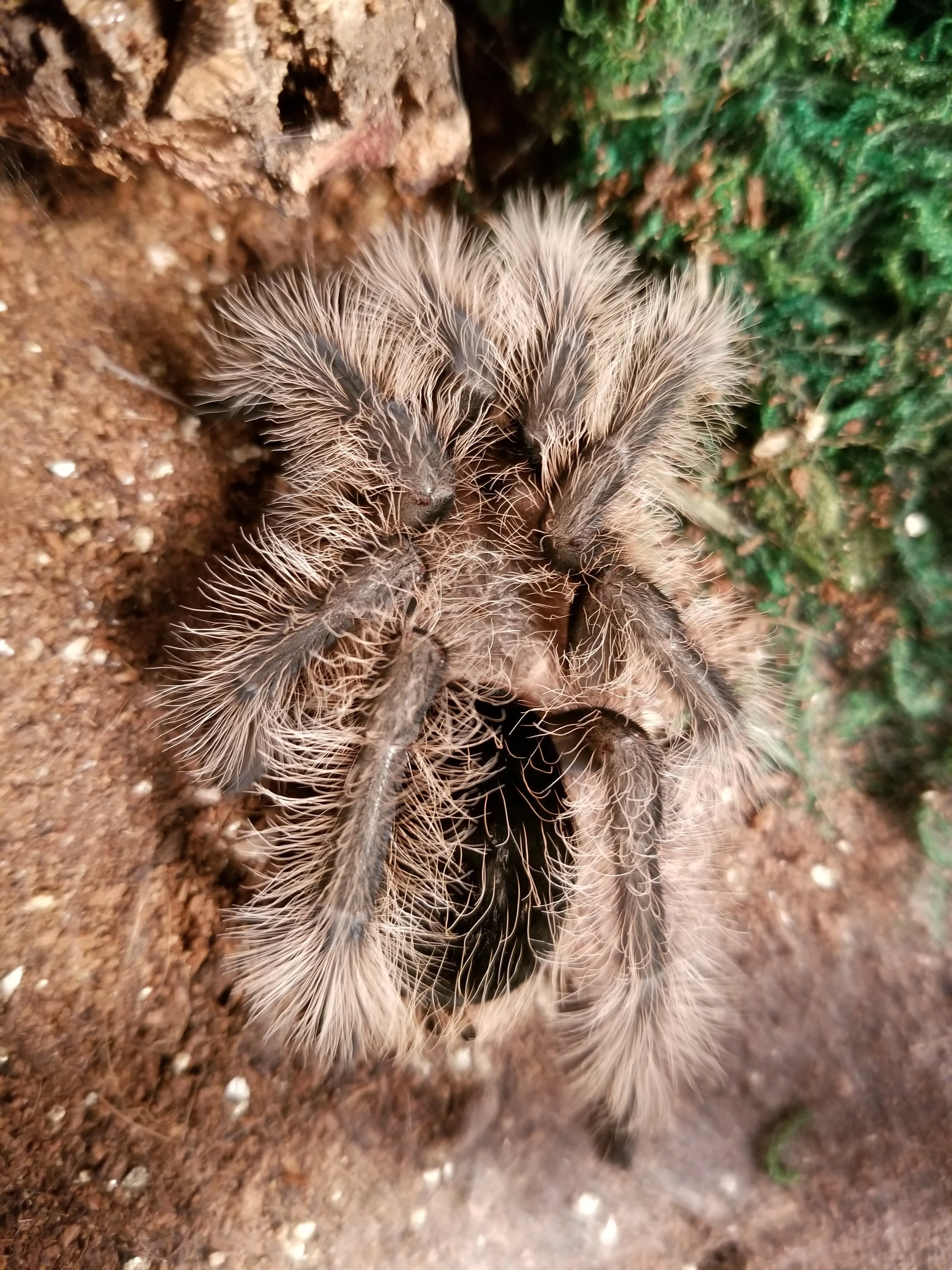 16982 b albo tarantula handling