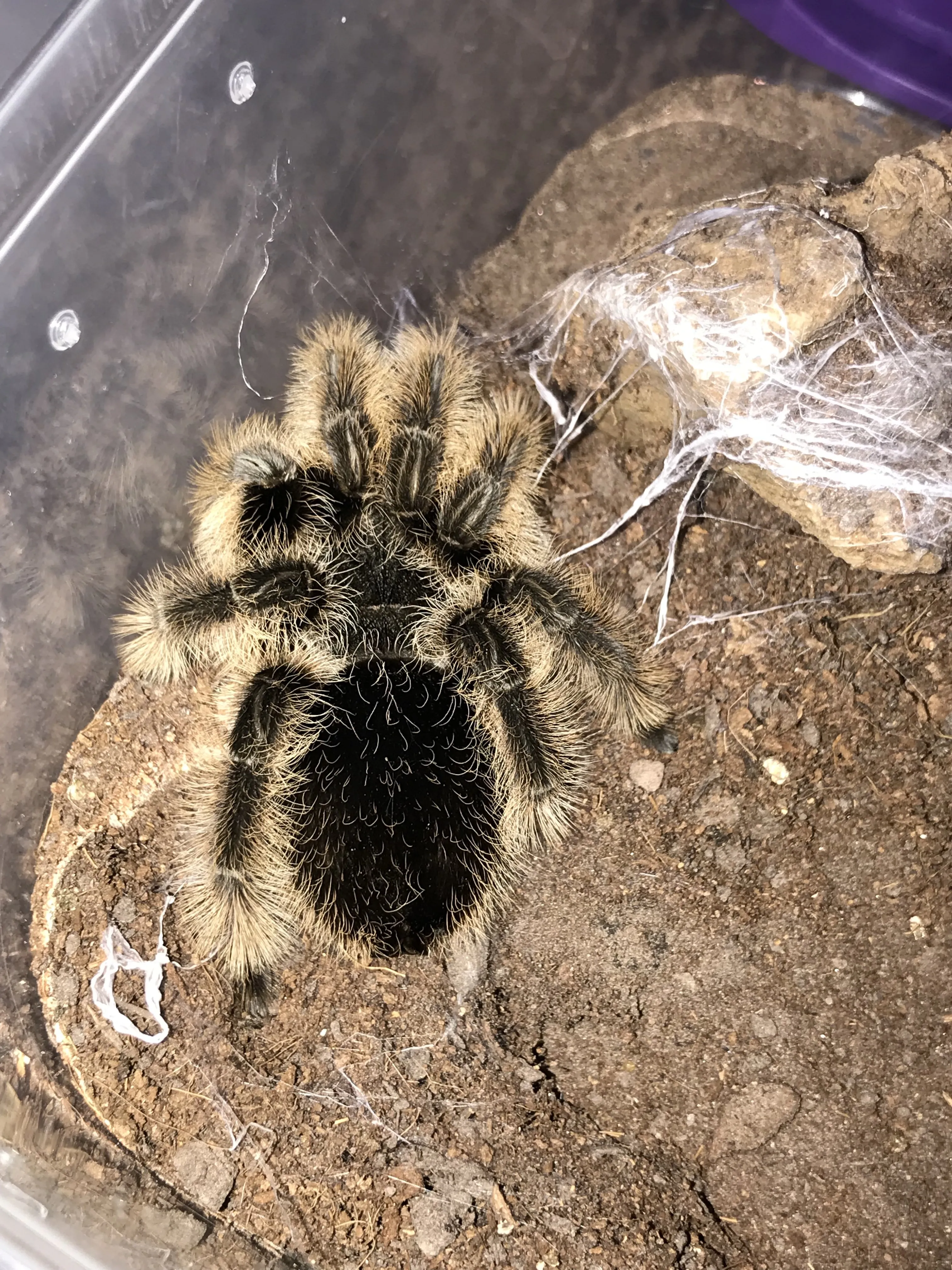 16982 b albo tarantula lifespan