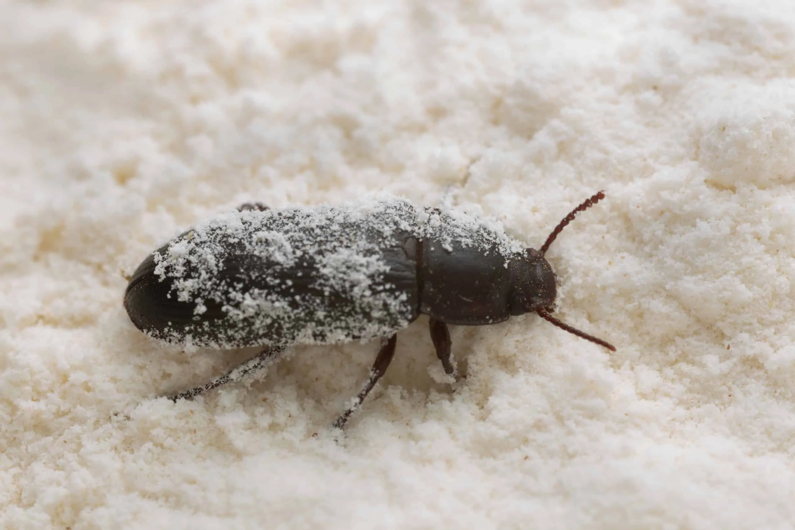 16983 mealworm beetle container