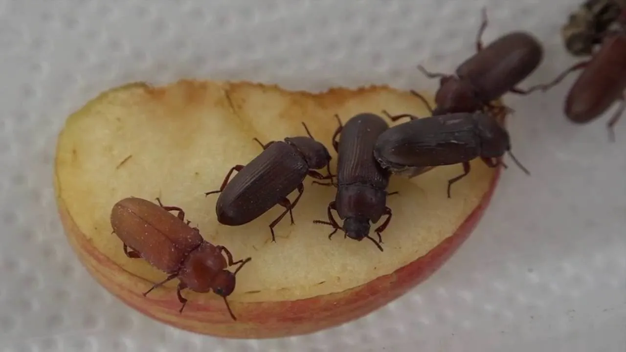 16983 mealworm beetle farm