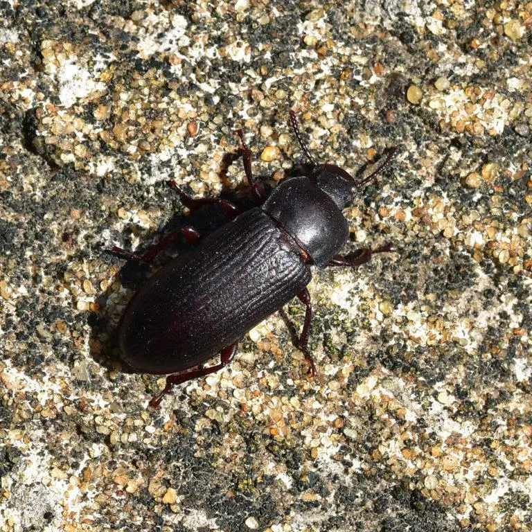 16983 mealworm beetles close up