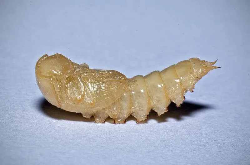 16983 tarantula eating mealworm