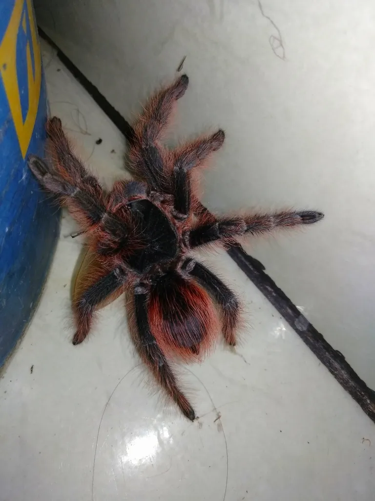 16984 brazilian pink tarantula colors