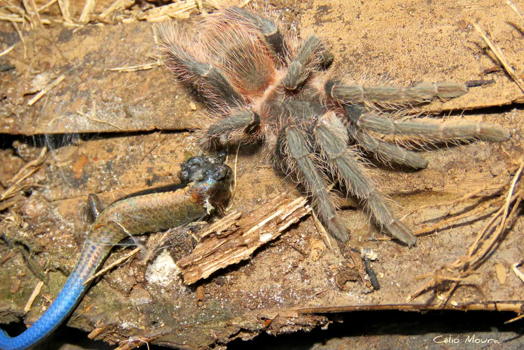 16984 brazilian pink tarantula enclosure