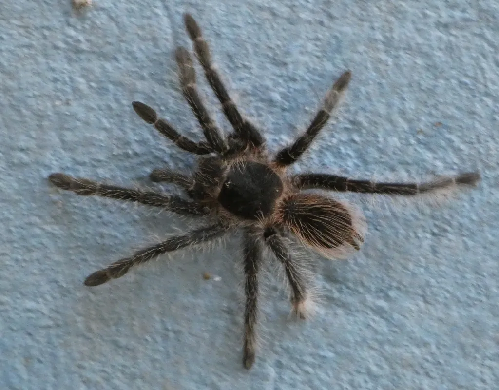 16984 brazilian pink tarantula feeding