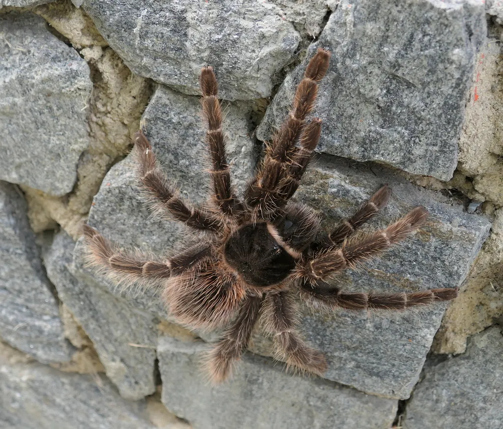16984 brazilian pink tarantula handling