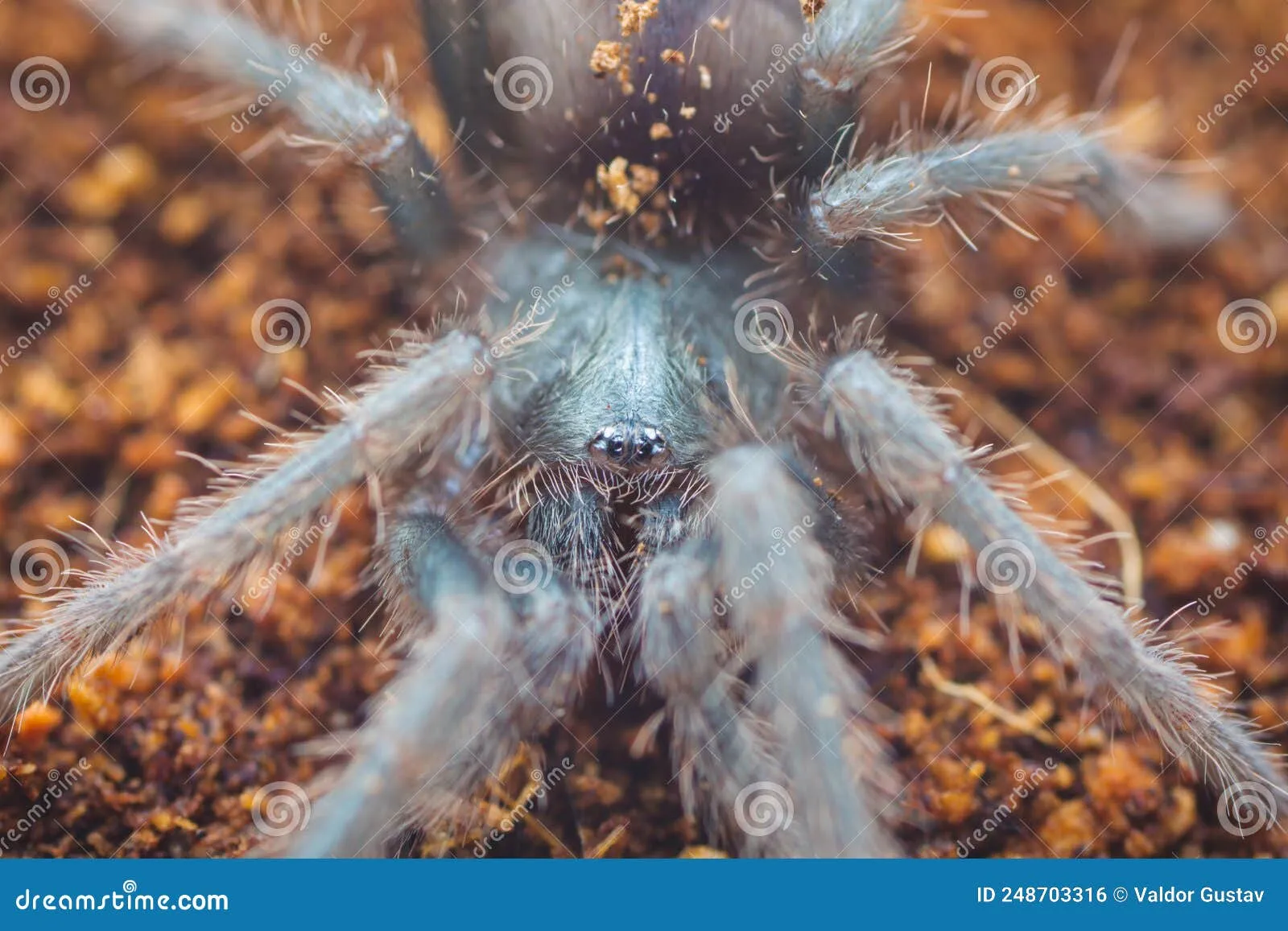 /img/16984-brazilian-pink-tarantula-molting.webp